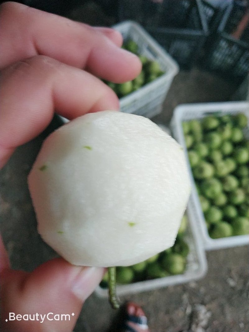 黄梨\翠冠梨\湖北襄阳翠冠梨\圆黄梨，个大味甜，多汁无渣