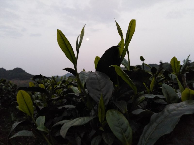 贵州高山绿茶毛峰