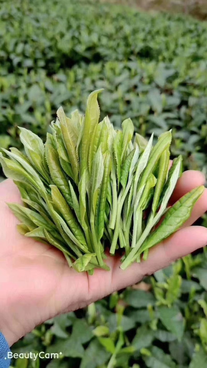 贵州高山绿茶毛峰