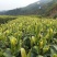 贵州高山绿茶毛峰