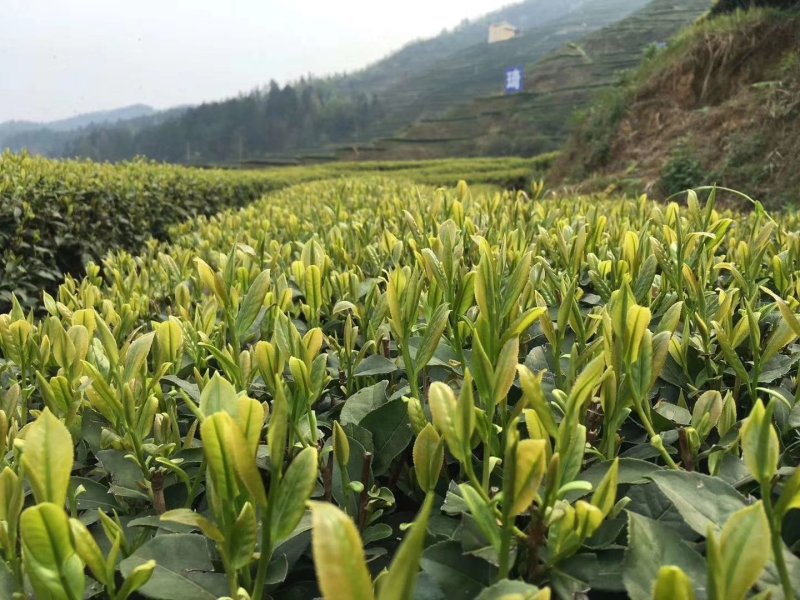 贵州高山绿茶毛峰