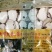虎乳菌，云南深山老林下生长，煲汤食材颜色漂亮