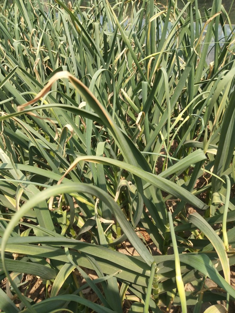 蔬菜