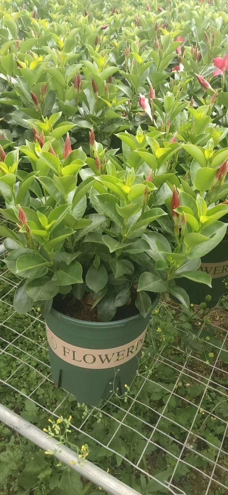 飘香藤又称双喜藤.文藤.
