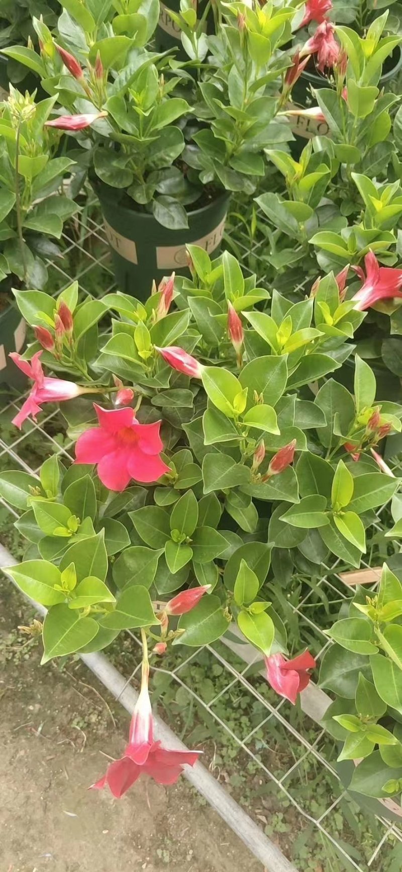 飘香藤又称双喜藤.文藤.