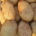 精品沃土5号黄皮黄心，个头大表面光滑无虫眼诚信交易
