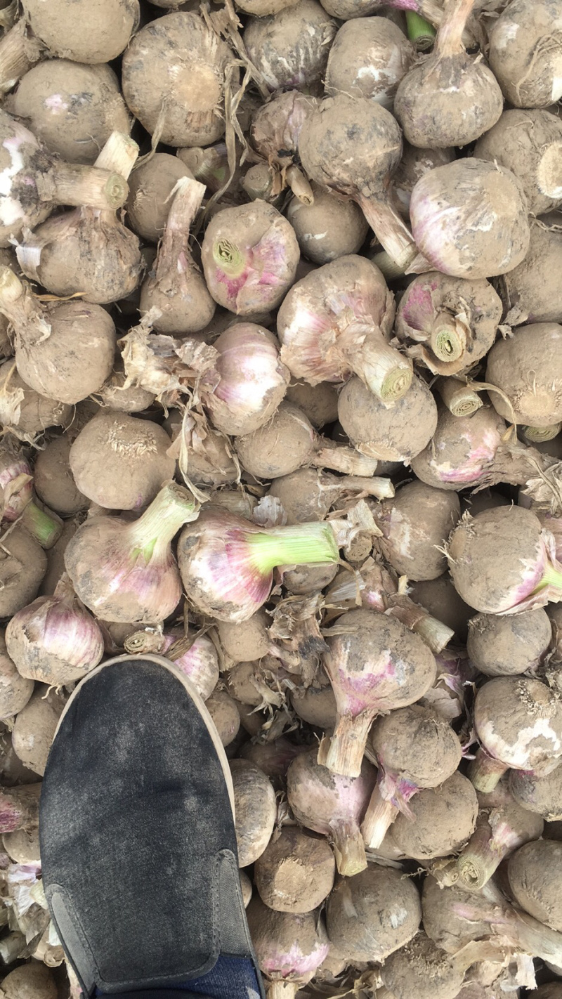 大蒜，扒皮蒜，毛蒜，脱水蒜，蒜米料，苔蒜，货量充足