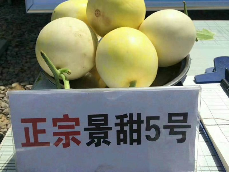 景甜甜瓜