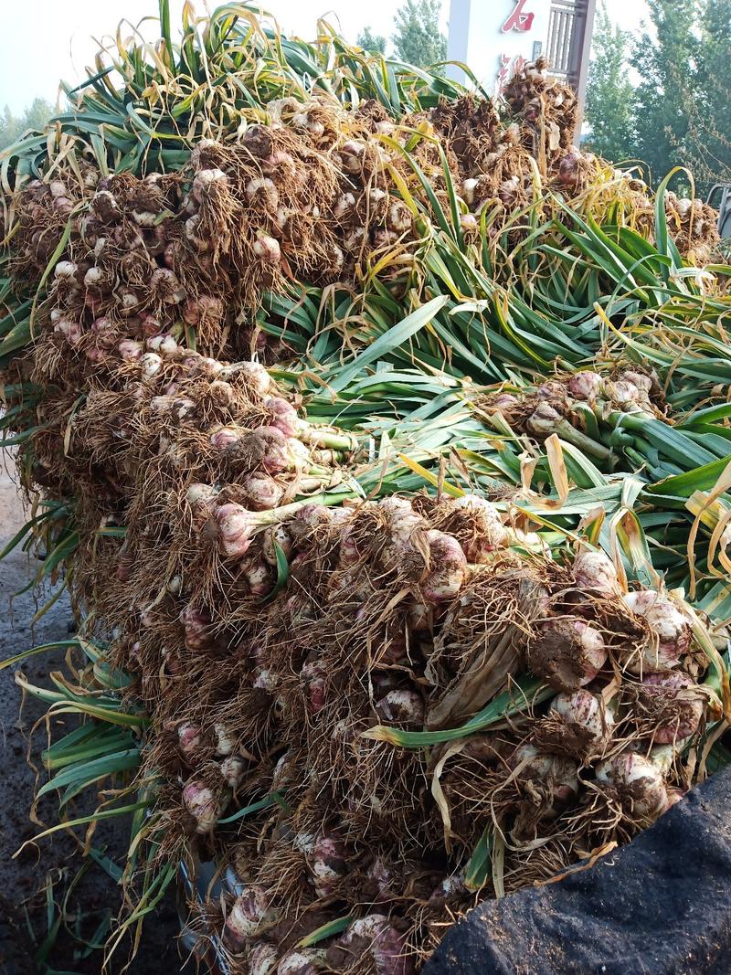新鲜的早熟大蒜大量上市，现挖现卖。品种纯正，蒜米硬度好