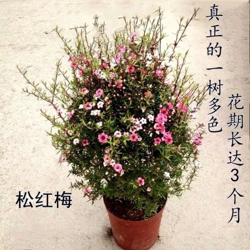 松红梅