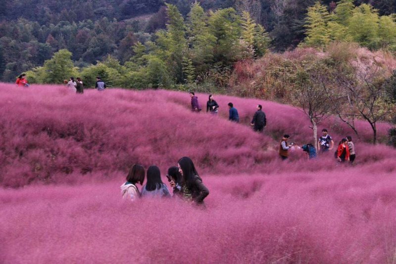 粉黛草网红草种子粉黛乱子草种子景观耐寒多年生四季播种易播