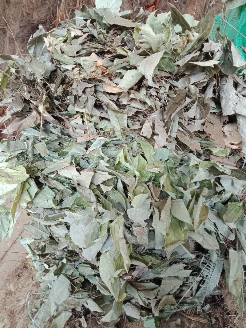 贵州野生淫羊藿，新货，量大从优
