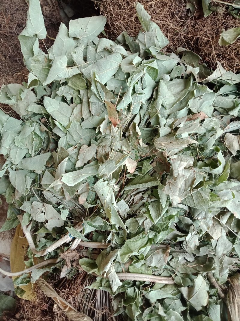 贵州野生淫羊藿，新货，量大从优