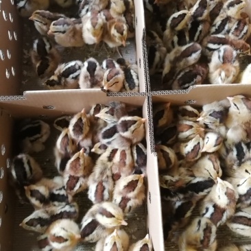 瑶鸡苗，出壳苗，已打好疫苗