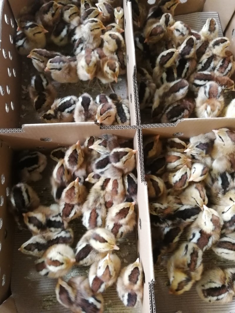 瑶鸡苗，出壳苗，已打好疫苗