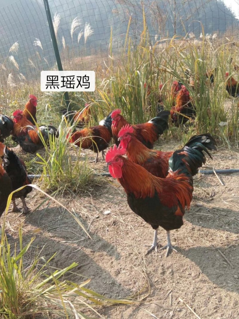 瑶鸡苗，出壳苗，已打好疫苗