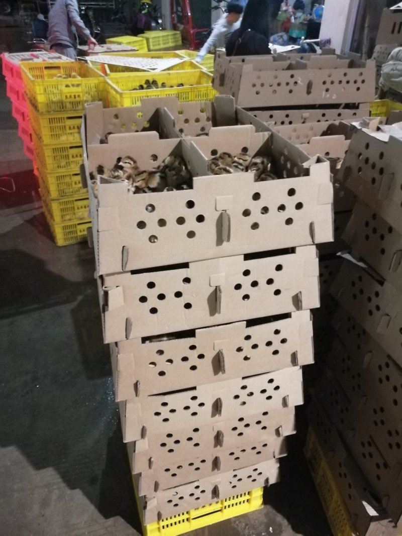 瑶鸡苗，出壳苗，已打好疫苗