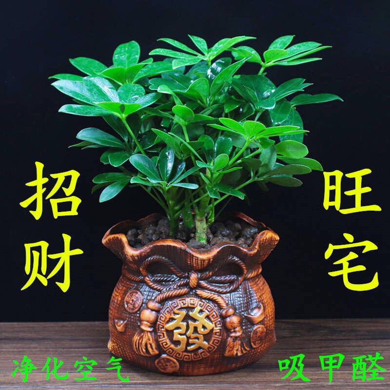 四季常青八方来才鸭脚木室内阳台桌面绿植盆栽花卉树苗招财树