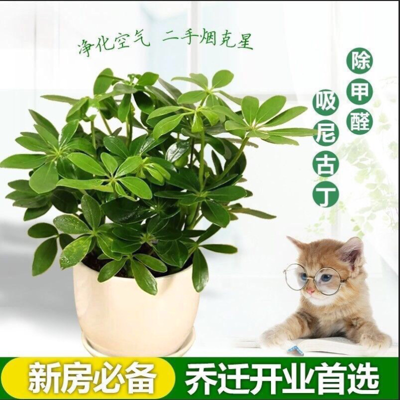 四季常青八方来才鸭脚木室内阳台桌面绿植盆栽花卉树苗招财树