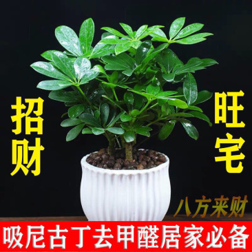 四季常青八方来才鸭脚木室内阳台桌面绿植盆栽花卉树苗招财树