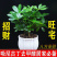 四季常青八方来才鸭脚木室内阳台桌面绿植盆栽花卉树苗招财树