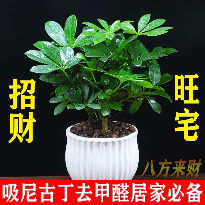 四季常青八方来才鸭脚木室内阳台桌面绿植盆栽花卉树苗招财树