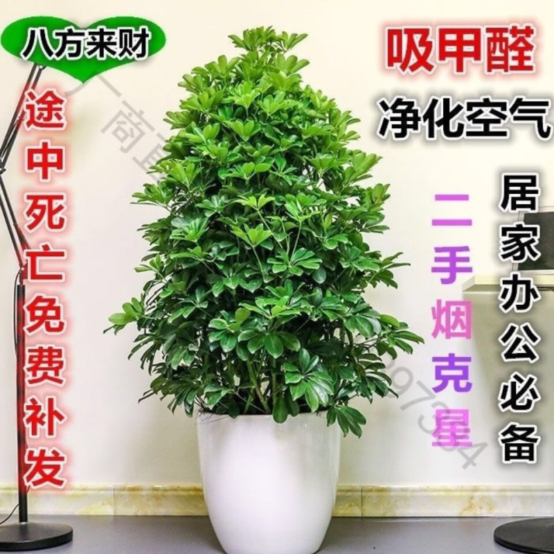 四季常青八方来才鸭脚木室内阳台桌面绿植盆栽花卉树苗招财树