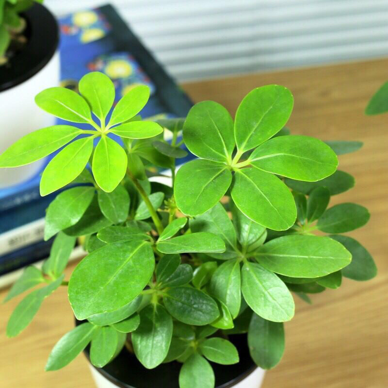 四季常青八方来才鸭脚木室内阳台桌面绿植盆栽花卉树苗招财树