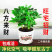 四季常青八方来才鸭脚木室内阳台桌面绿植盆栽花卉树苗招财树