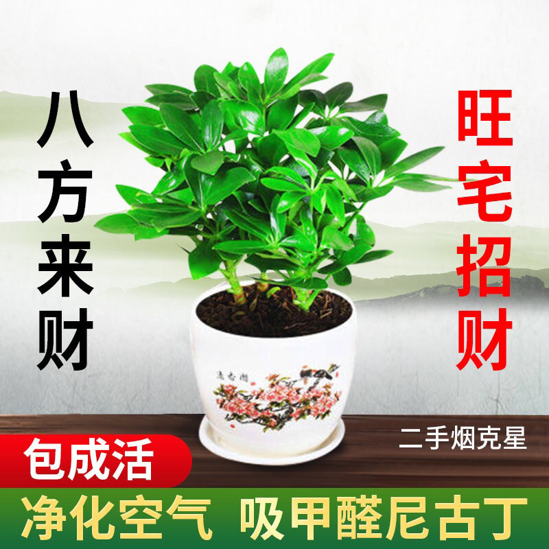 四季常青八方来才鸭脚木室内阳台桌面绿植盆栽花卉树苗招财树