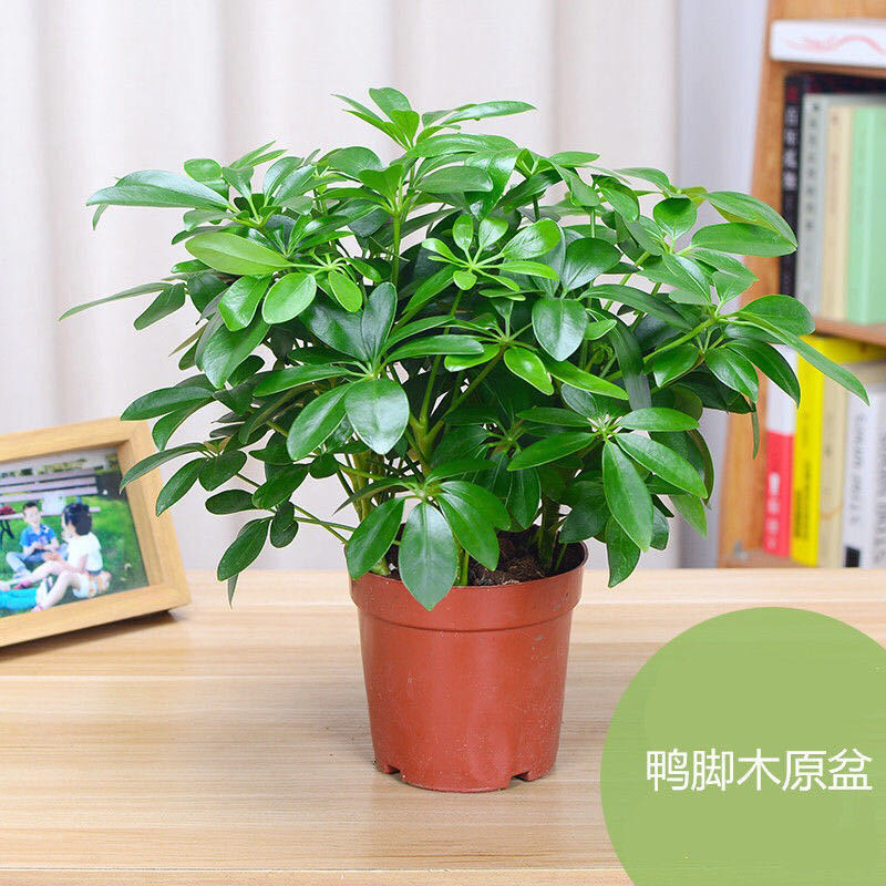 四季常青八方来才鸭脚木室内阳台桌面绿植盆栽花卉树苗招财树