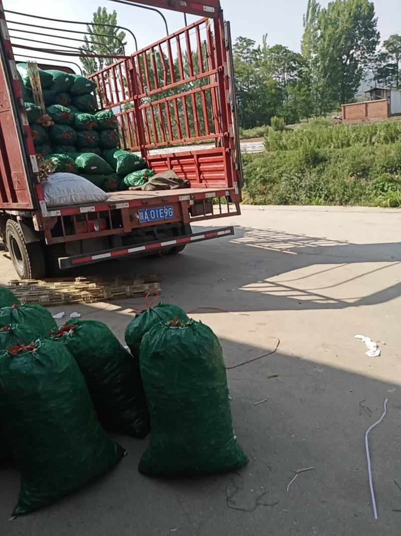 城固蚕豆，胡豆棵粒包满绿青艳色口:感面甜
