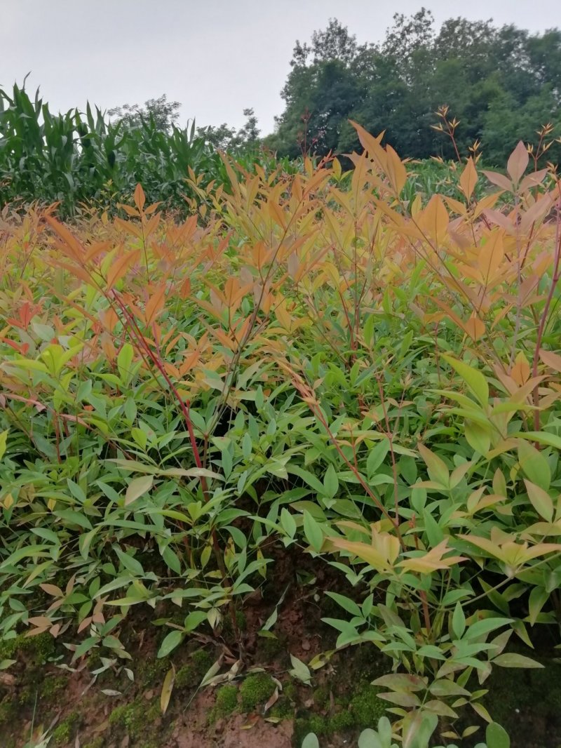 蓝天竹