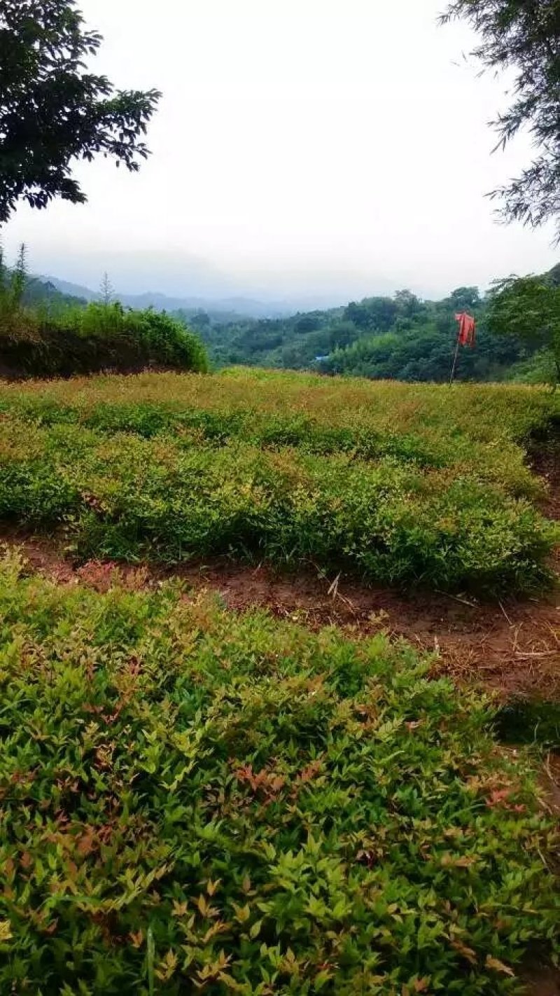蓝天竹