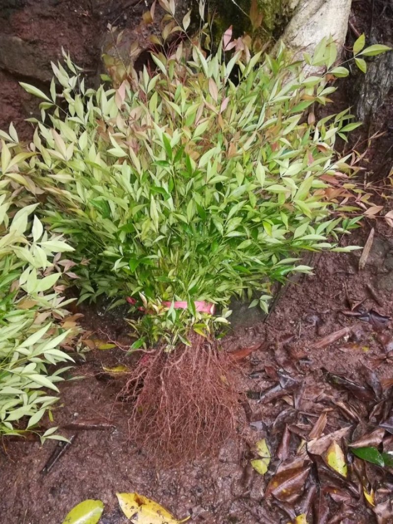 蓝天竹