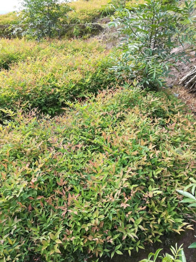 蓝天竹