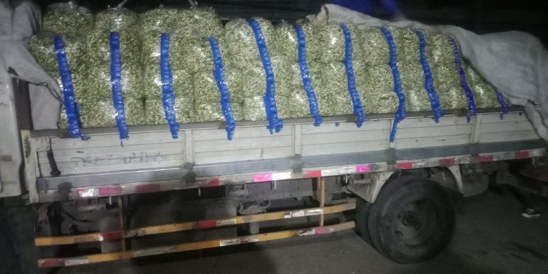 洋槐花，刺槐树花骨朵，白色洋槐树花骨朵