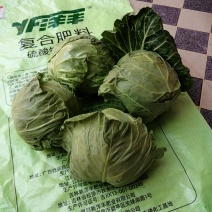 优质甘兰