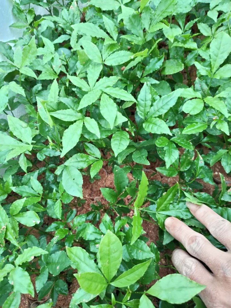 广西钦州市伯劳镇中药材种苗三叉苦苗杯苗