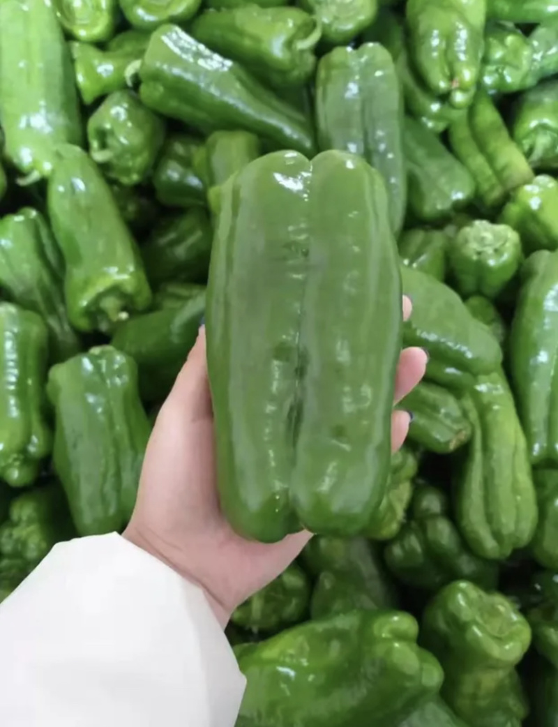 【超市专供】精品太空椒圆椒产地直销质量保证
