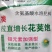 豆类拉长嫩直花荚饱保花保荚荚多荚长抗病30g*6袋