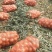 新野精品黄皮洋葱大量供应中，市场，加工厂，出口都可以。