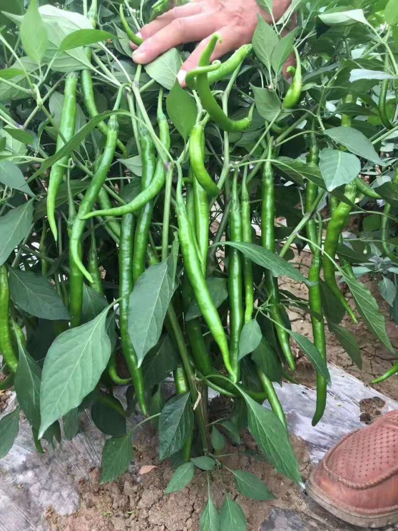 辣椒苗，线椒苗，818辣椒苗子，辣椒王苗子
