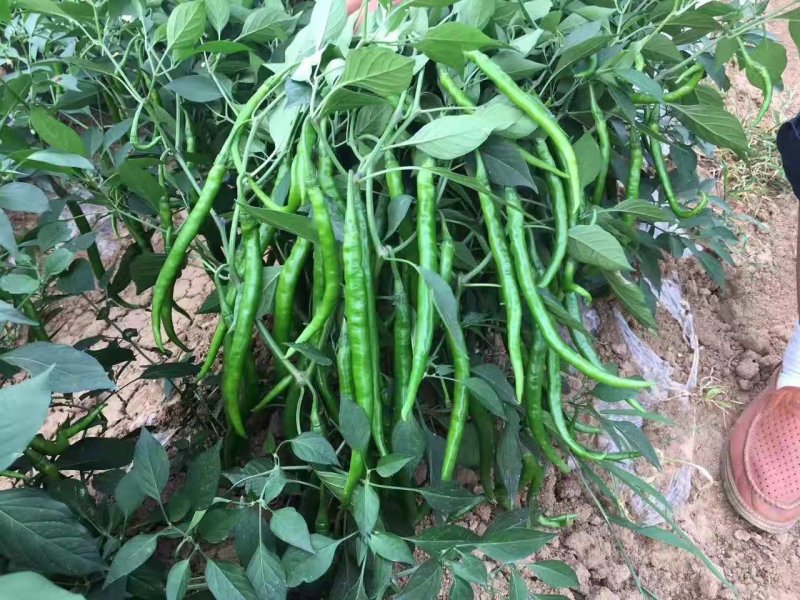 辣椒苗，线椒苗，818辣椒苗子，辣椒王苗子