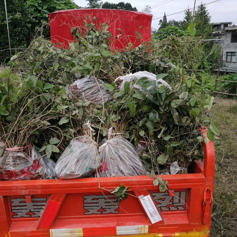 正宗八月瓜树苗，根系发达，保湿发货，全国包邮