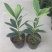 四季杜鹃红山茶