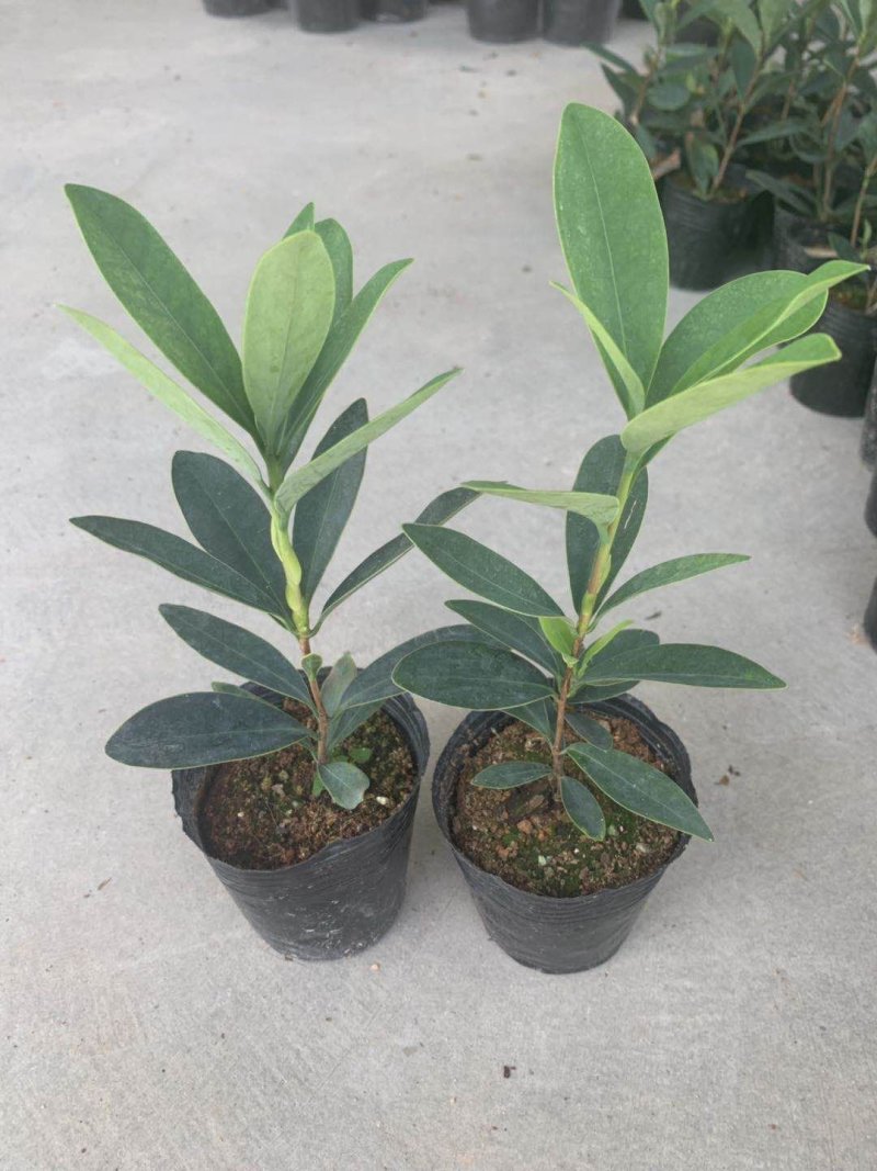 四季杜鹃红山茶