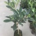 四季杜鹃红山茶