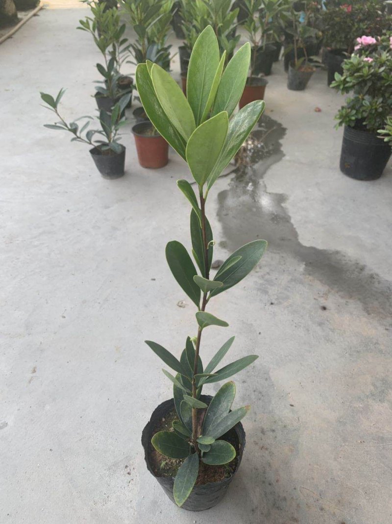 四季杜鹃红山茶