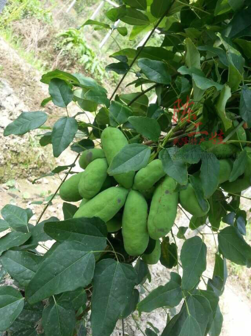 正宗八月瓜种子，发芽率高